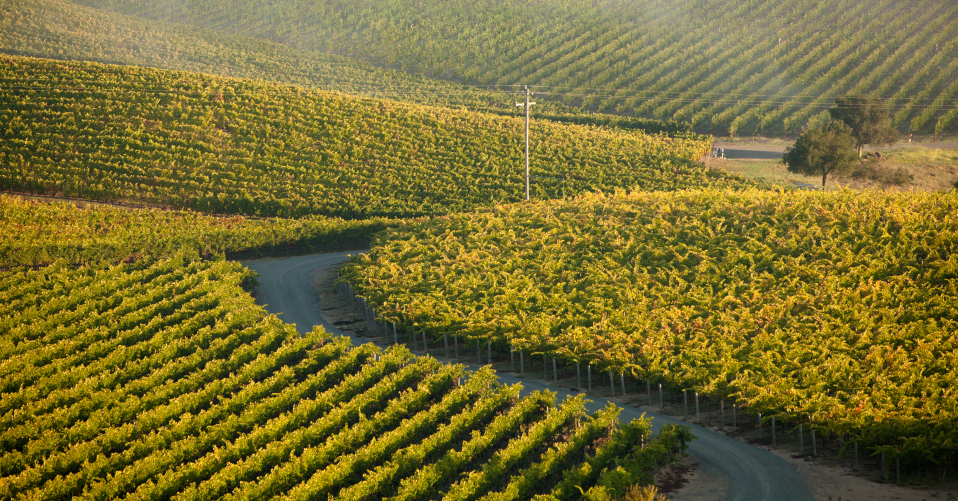 Sonoma Vineyards